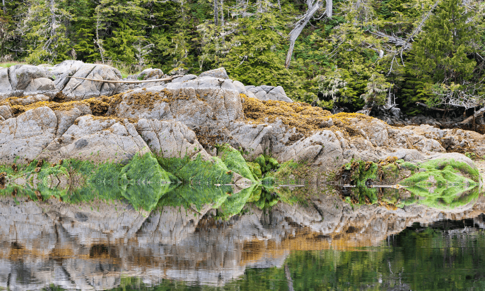 Symbolbild: Ein unberührtes Flussufer mit Wälder einer steinigen Landschaft und zahlreichen Pflanzen